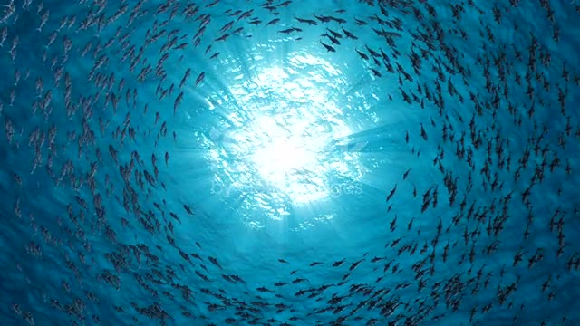 Sharks swim in a circle. Slow motion. Under water.