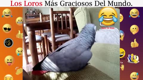 Lo bueno de tener un perico