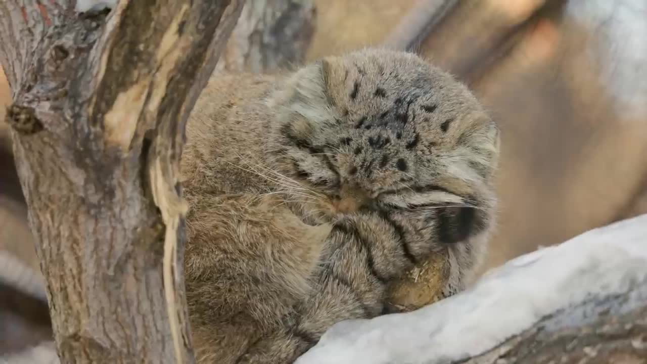 Noisy crows are disturbing sleep of a Pallas's Cat