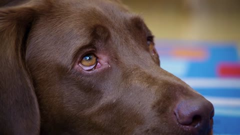 Therapy Dogs Assist Children in Reading. This Dog Can Also Read.