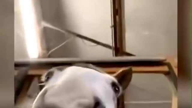 n of funny animals _ Funny cats and dogs 2022 _ I laughed all day😹