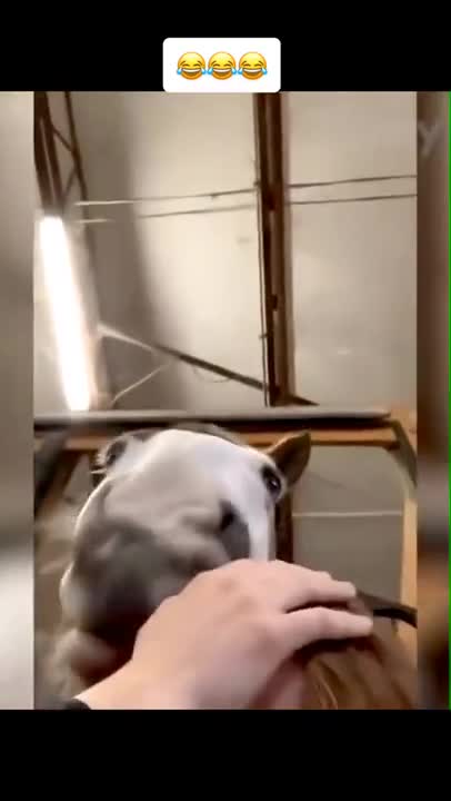 n of funny animals _ Funny cats and dogs 2022 _ I laughed all day😹