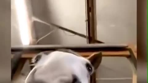 n of funny animals _ Funny cats and dogs 2022 _ I laughed all day😹