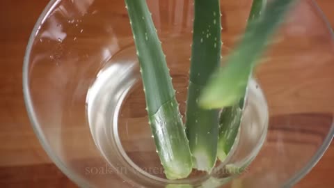 Making aloe gel