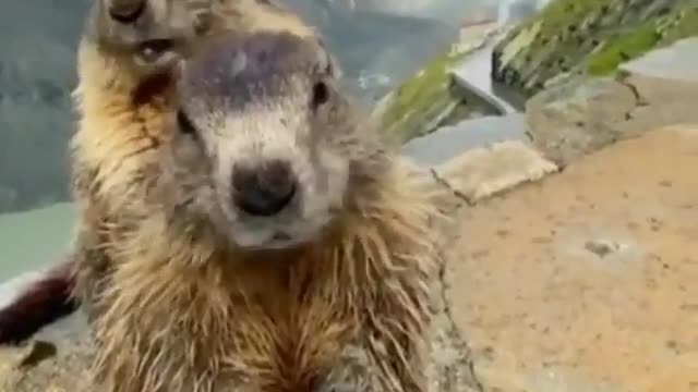 Pair of Austrian Marmots