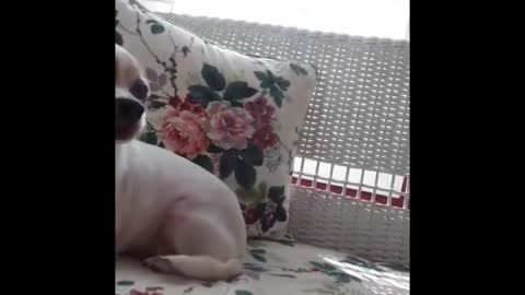 Adorable Puppy Talking and Arguing With her Humans