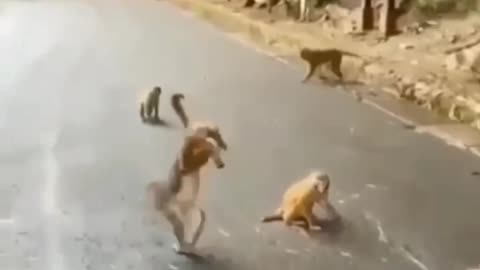 A Monkey has ton of fun Swinging from wine