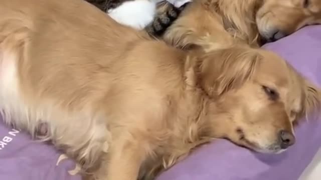 A cat sleeps between dogs and a beautiful family