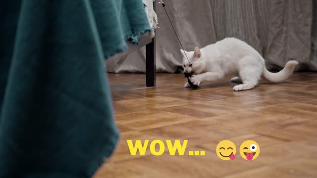 Super Cute Cats ♥ Best Funny Cat Videos 2021 #Shorts Video #saif2769