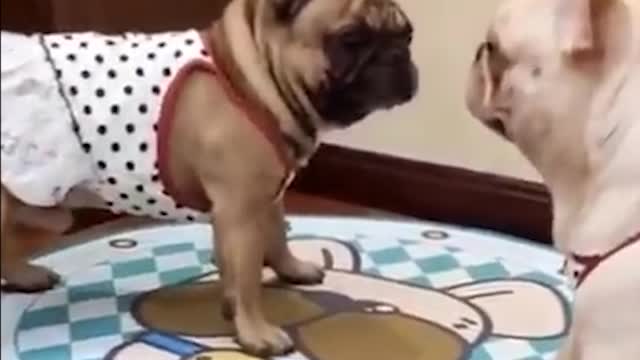 Best Funny Animals Video 2022 - Newest Cats😹 and Dogs🐶 Videos