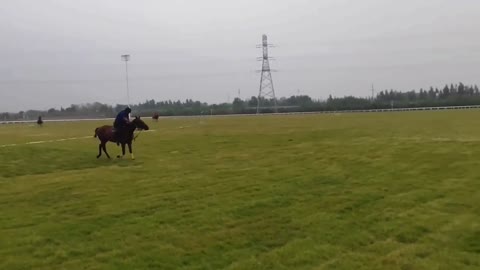 polo