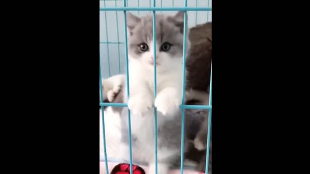 Funny animals [] Try not to laugh compilation 26