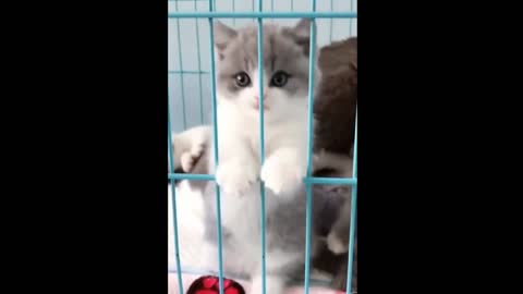 Funny animals [] Try not to laugh compilation 26