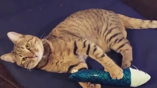 best Funny Cat Trying To Eat Toy Fish Minute_With_Cats