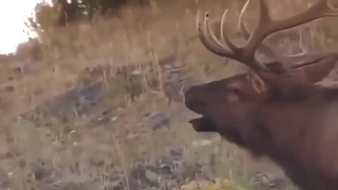 elk slime