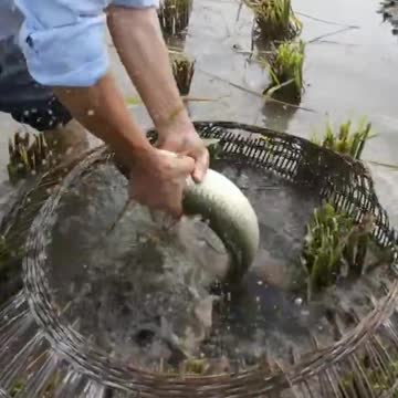 Best Ancient Method To Catch Fish In Paddy Field 🐟