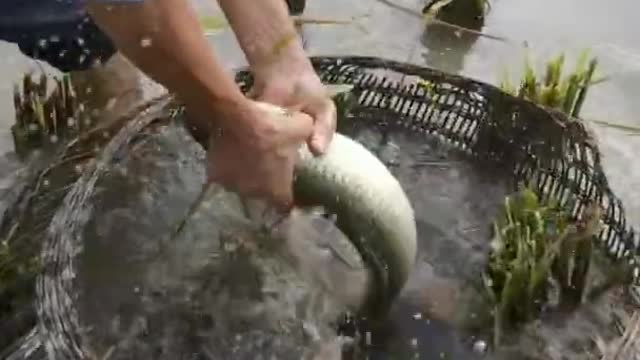 Best Ancient Method To Catch Fish In Paddy Field 🐟