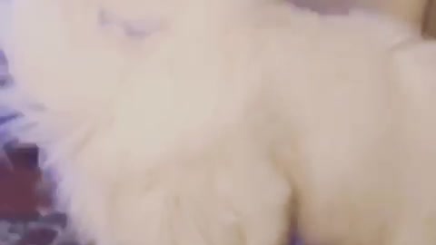 Big white dog tries to bite fly