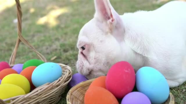 rumble/ French Bulldog Eat Easter 🐣 😋 egg 🥚