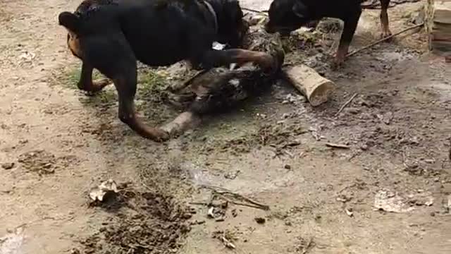 Rottweiler VS Indian Pariah Dog Fight