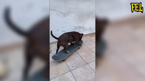Funny Pets Compilation!