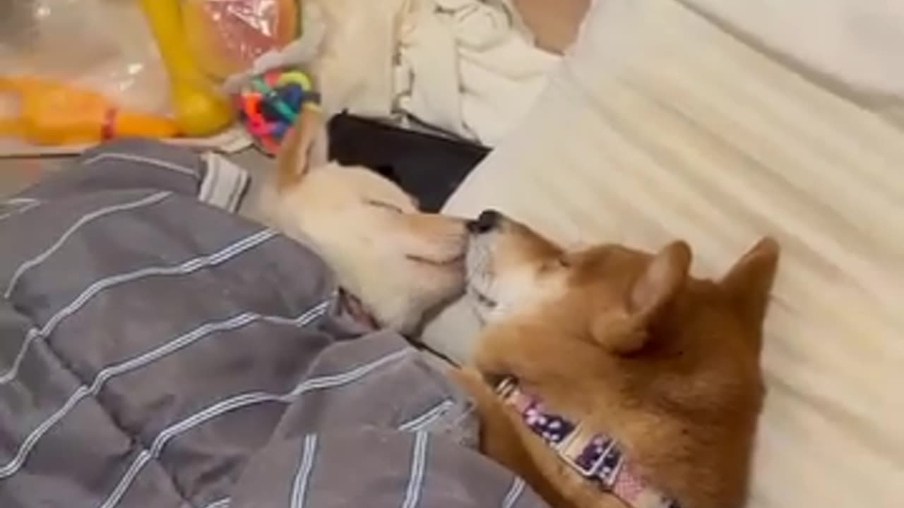 cutiees?
