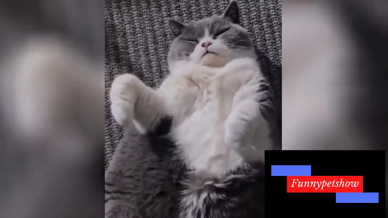 Very funny animals, cute and funny cat that makes you want to laugh # 3