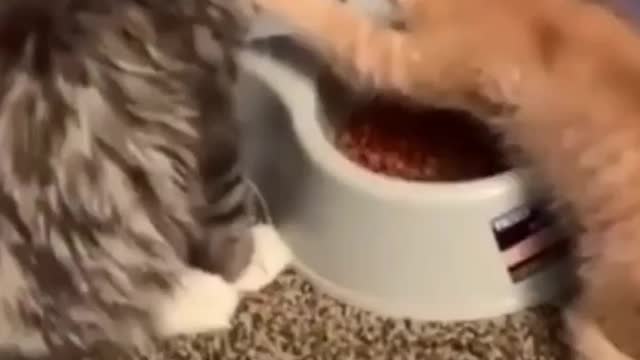 Please don't eat that my food. Wait for the end!