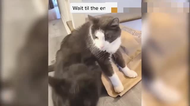 Funny Animal Videos 2022 🤩🤩😆