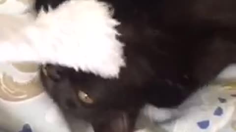 Black cat on yellow white and blue sheets playing tug of war and growling