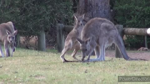 Cute Kangaroo