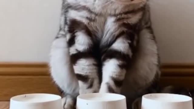 Best Funny Cats and Dogs πΆπ± Part 62