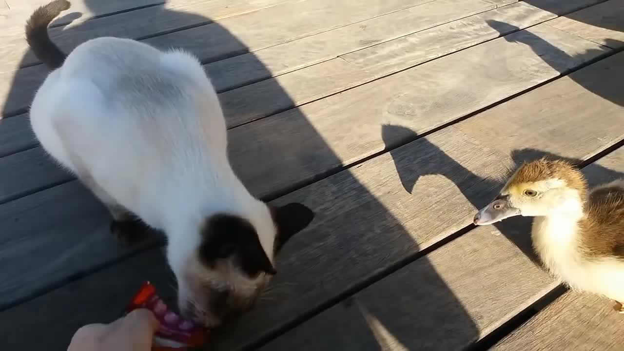 Cat vs Baby Goose - Harbour Cats Puerto del Carmen Lanzarote 2021
