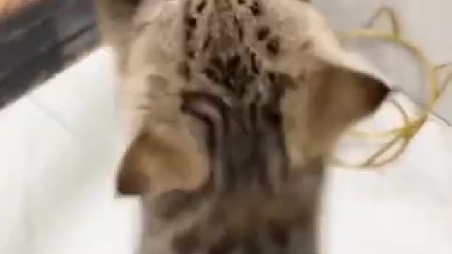 0.Can't wait 🤣😍 from tiktok @honeycutepet #shorts