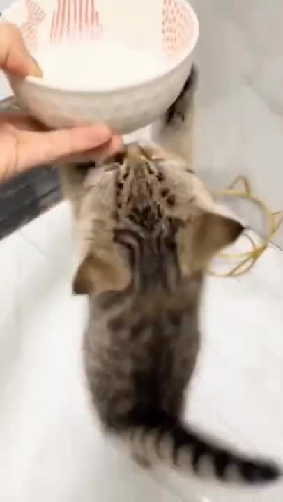 0.Can't wait 🤣😍 from tiktok @honeycutepet #shorts