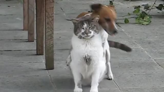 Dogs and cats make love