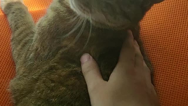 taking off cat's eye wax