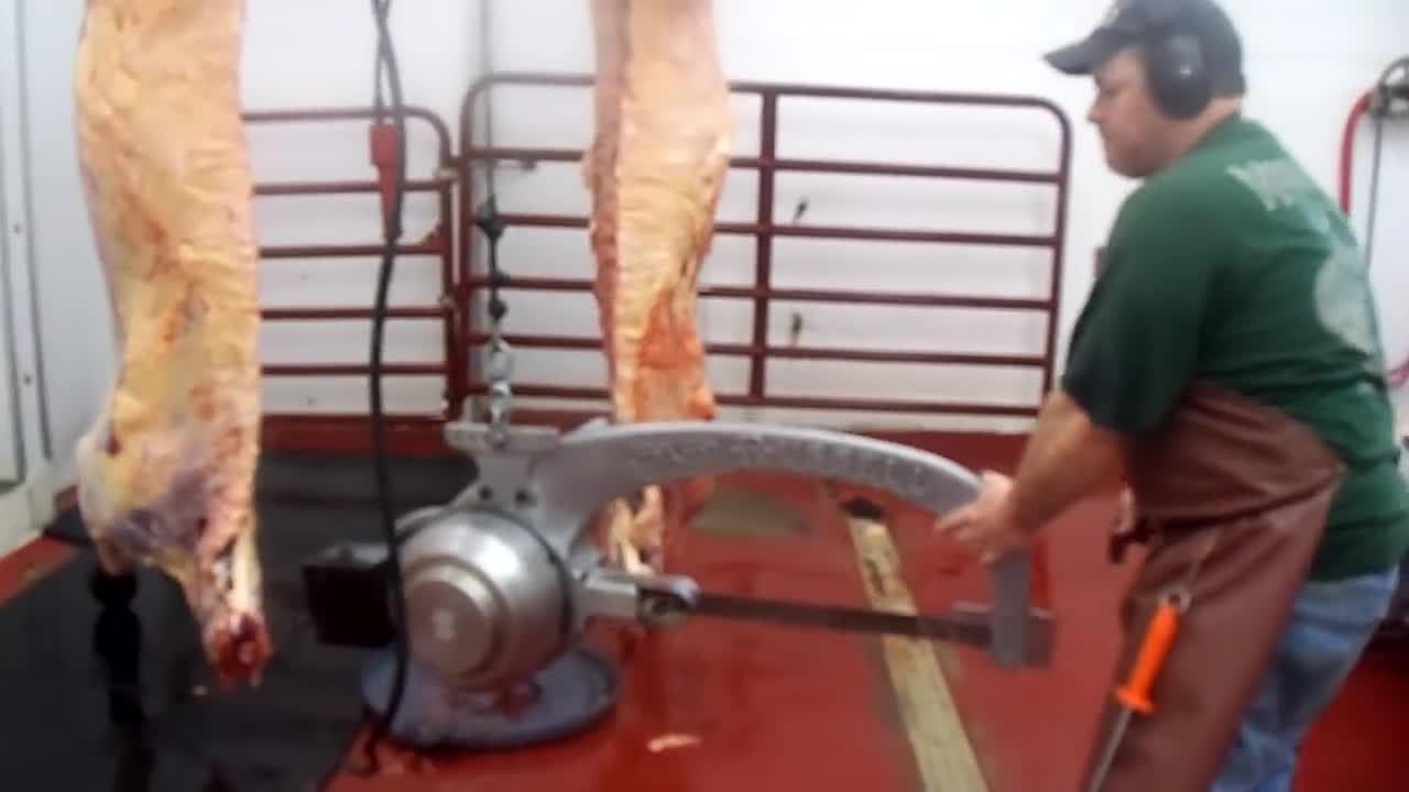 Slaughtering Beef for the freezer