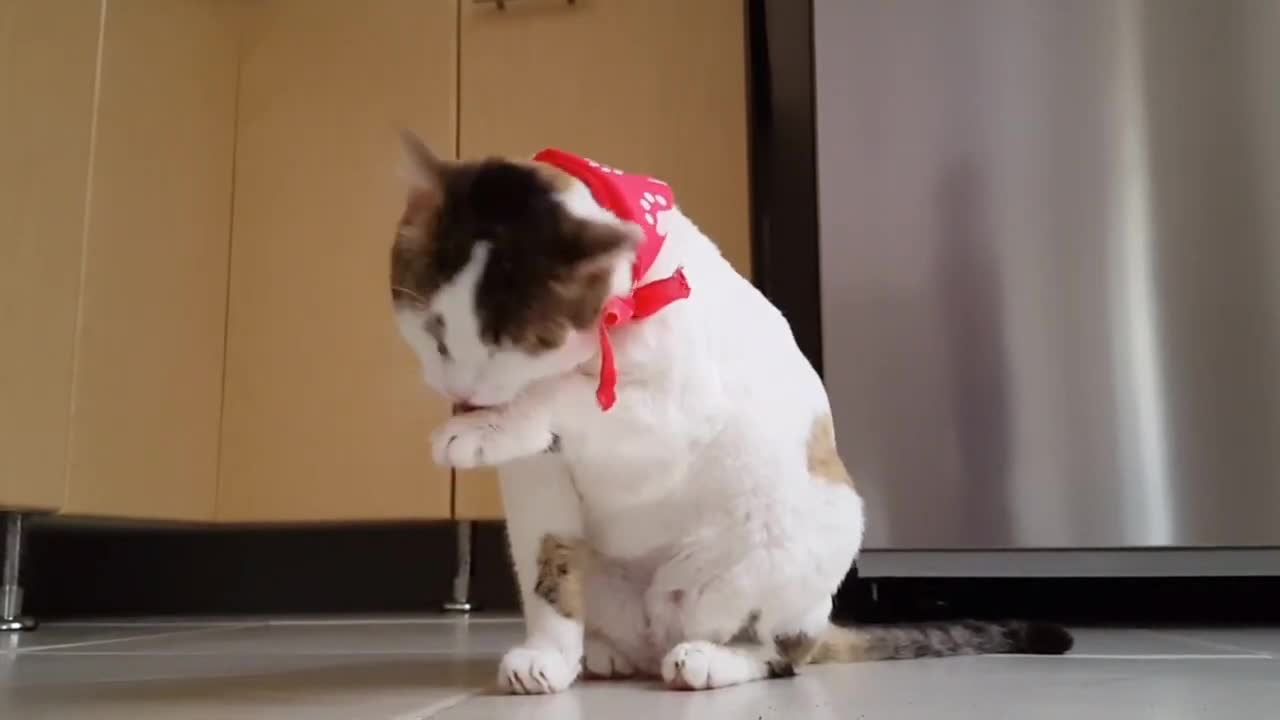 Cute and Funny Cat Videos to Keep You Smiling!