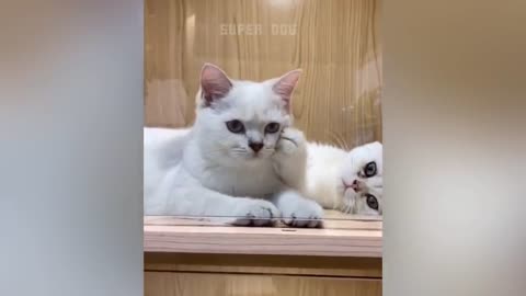 Funny cat and Dog reaction video