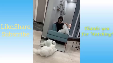 Funny Pets | Funny Animals | Latest 2021
