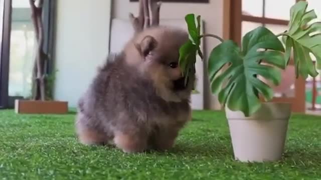 GOOD THINGS COME IN TINY PACKAGES,Cutest DOG EVER