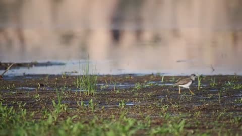 goose-canada-goose-waterfowl_birds