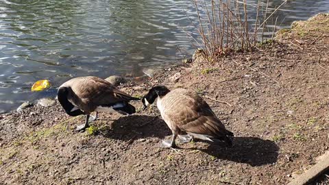 Geese enjoying the sunshine