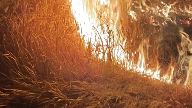 Field burn