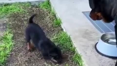 Rottweiler Mom And Son Argue cute