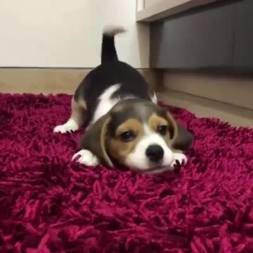 So cute what is he trying to say?