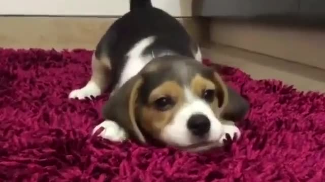So cute what is he trying to say?
