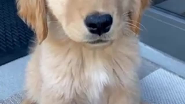 Cute Golden retriever pup follows bug flying by