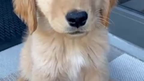 Cute Golden retriever pup follows bug flying by